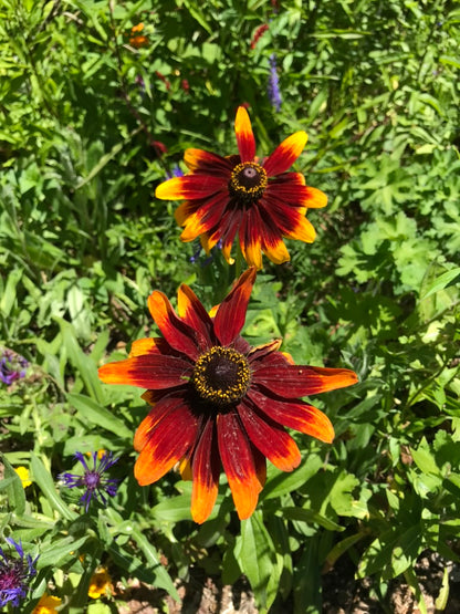 Coneflower Colouring Page