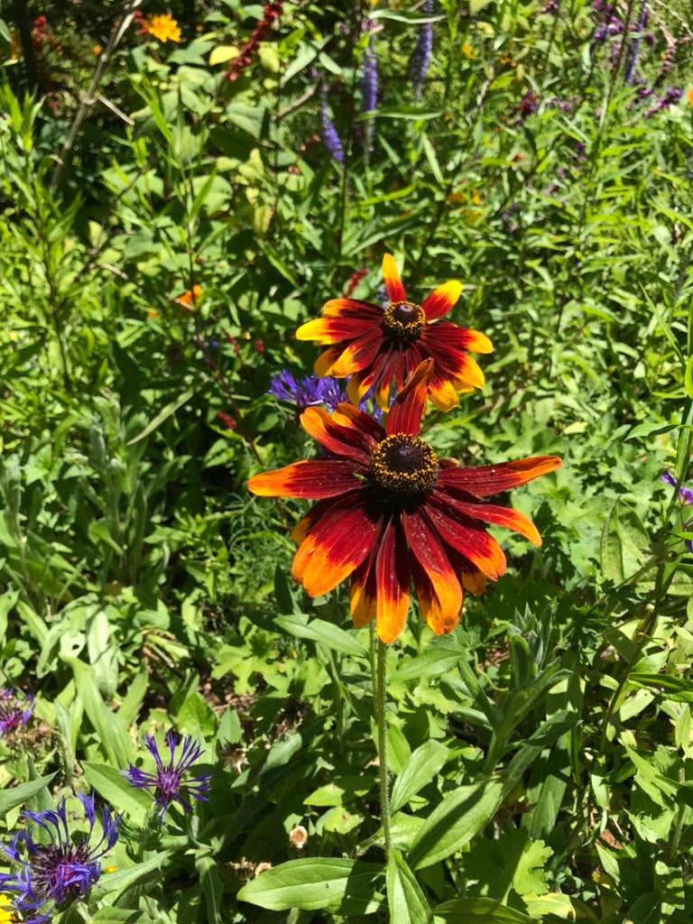 Coneflower Colouring Page