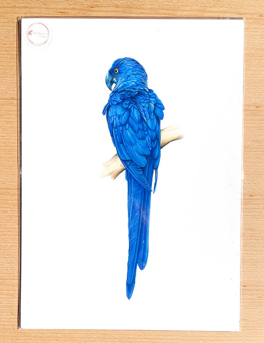 Blue Parrot Prints