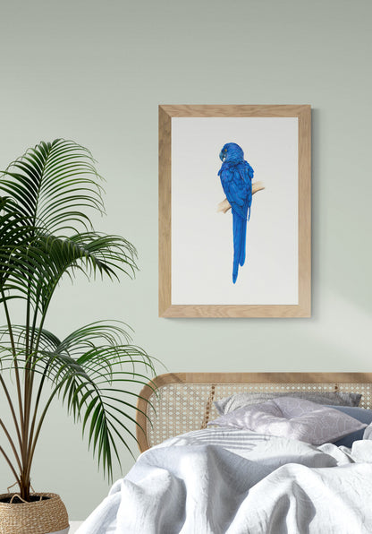 Blue Parrot Prints