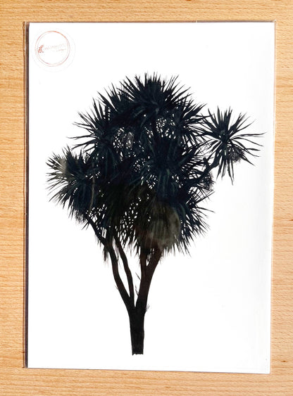 Cabbage Tree Prints