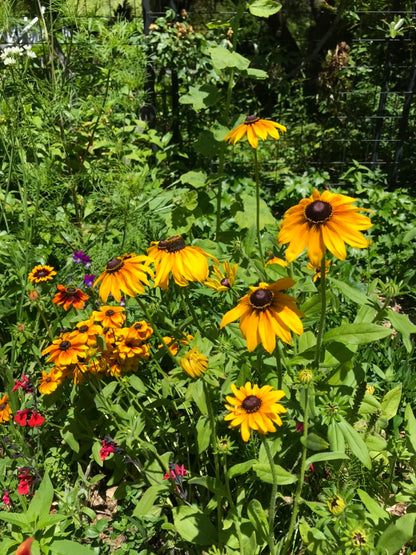 Coneflower Colouring Page
