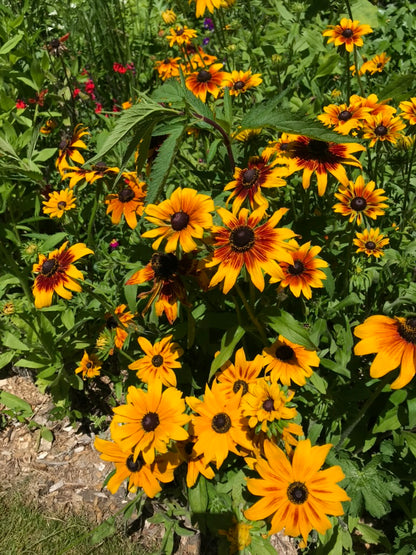 Coneflower Colouring Page