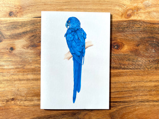 Blue Parrot Cards