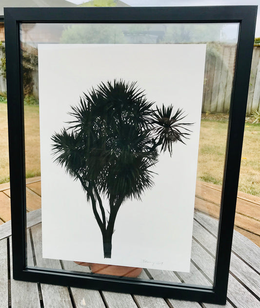 Cabbage Tree Prints