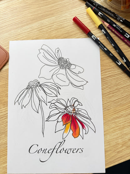 Coneflower Colouring Page