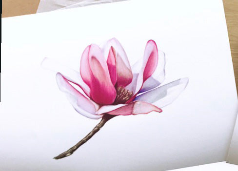 Magnolia #1 Prints