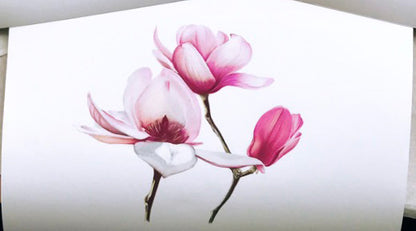 Magnolia #3 Prints