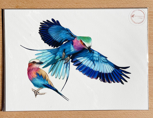 Lilac Breasted Roller Birds Prints