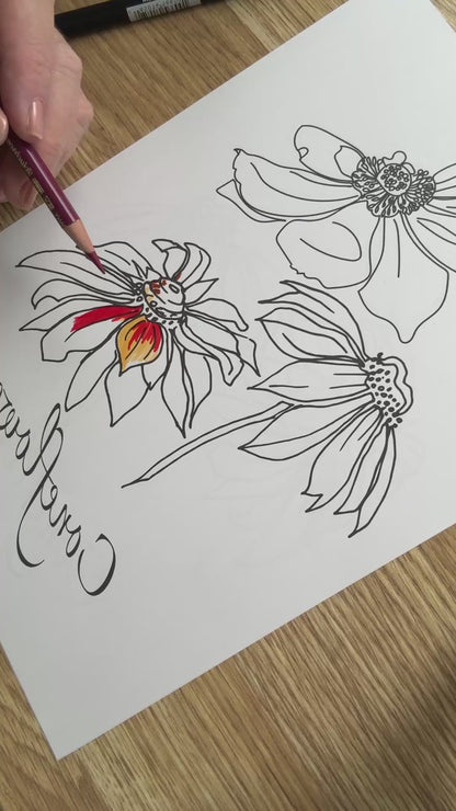 Coneflower Colouring Page